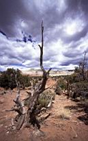 desertTree and clouds.jpg